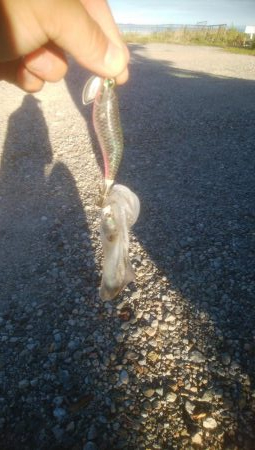 あおりいか　順調に釣れてます！