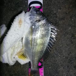 南港フェリーヘチ釣り （台風後の強風ヘチ釣りにて真チヌ、キビレ釣果）