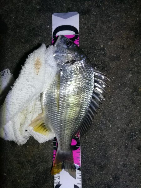 南港フェリーヘチ釣り （台風後の強風ヘチ釣…