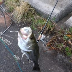 台風後シーバス