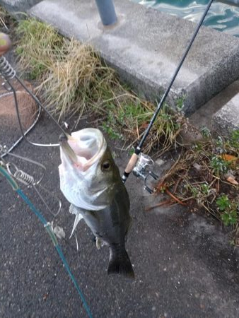 台風後シーバス