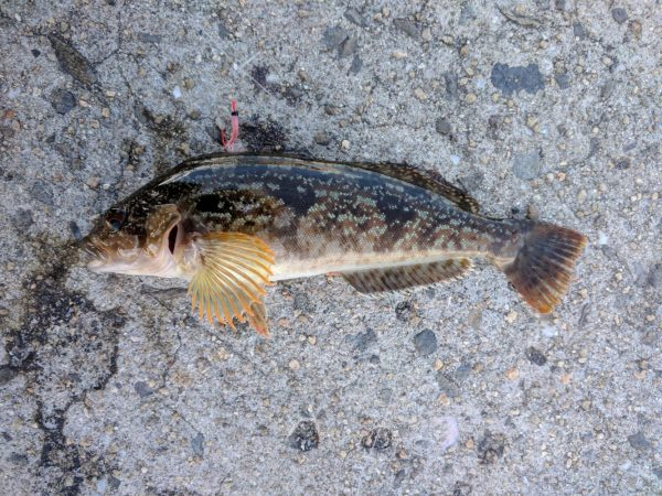 チヌ、コッパグレ