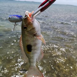 強風でも強行リーフエリア