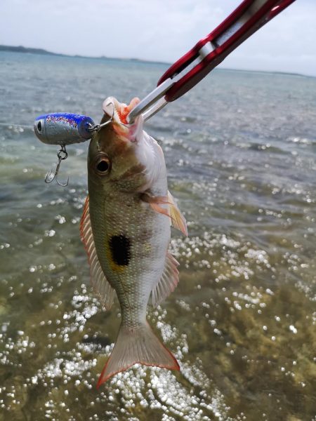 強風でも強行リーフエリア