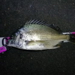 南港カモメ大橋ヘチ釣行 (キビレ40cm、小真チヌ、 釣果他)