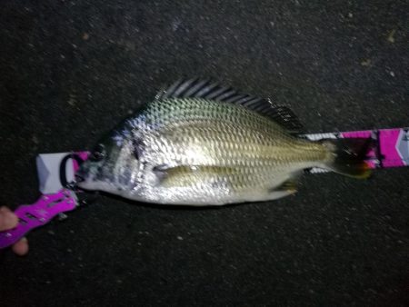 南港カモメ大橋ヘチ釣行 (キビレ40cm、小真チヌ、 釣果他)