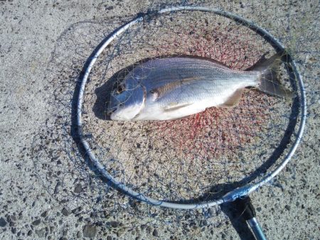 久しぶりのヘチ釣りで良サイズのヘダイ