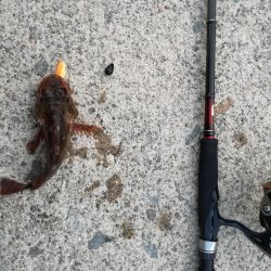 ロックフィッシュ