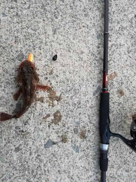 ロックフィッシュ