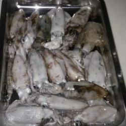 デイマゴチ&アオリ