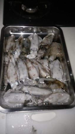 デイマゴチ&アオリ