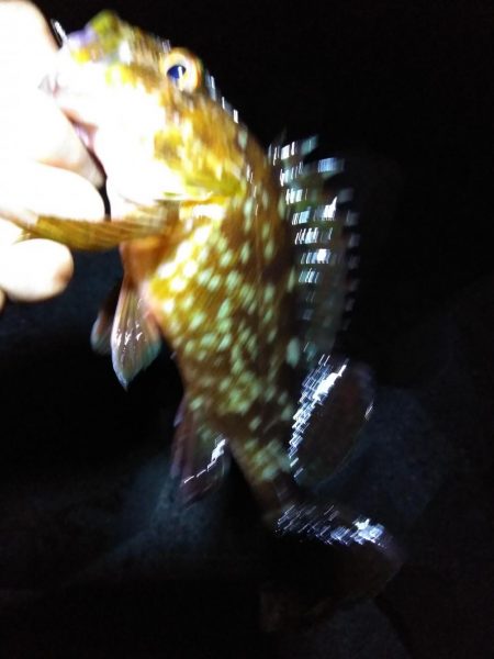 ガシラ釣り楽しい！