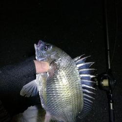 南港フェリーヘチ釣り （小キビレ、ガシラ釣果）