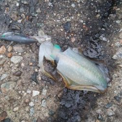 アオリイカ 5杯