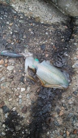 アオリイカ　5杯