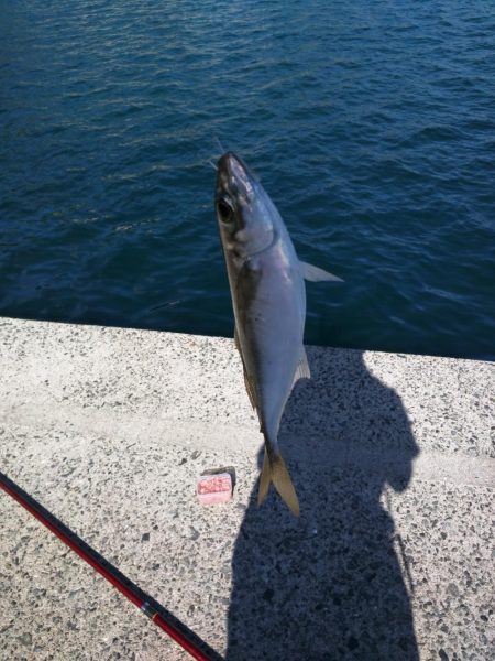 アジ、カワハギその他