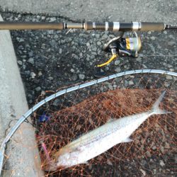 風のなかのショアジギング