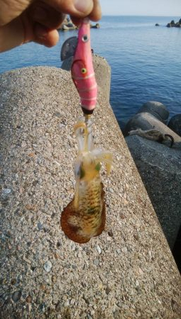 アオリイカ15杯！　自作エギでも釣れた！