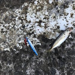 初めての釣り公園