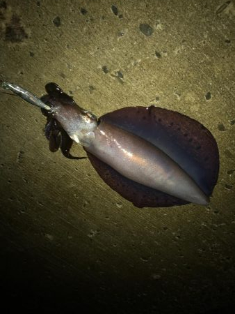 夏のキロアップ