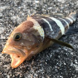 癒やしのガッシー3rd