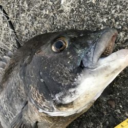 サナギフカセモーニング！