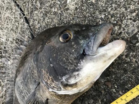 サナギフカセモーニング！