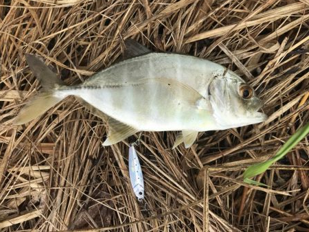 朝練メッキ&おまけ