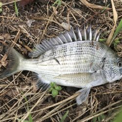 チヌポッパー！