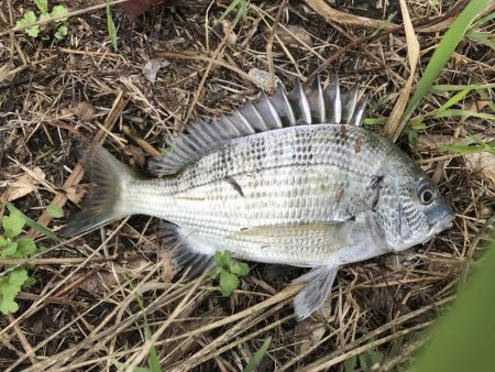 チヌポッパー！