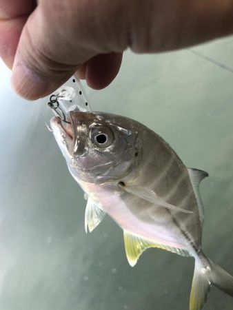 ランガンポッパー