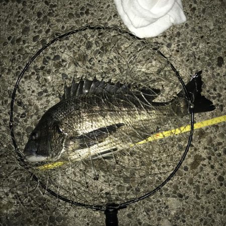 青流してチヌ！