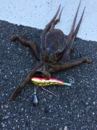 サイズ上がってきた