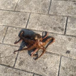 終盤タコまだいける