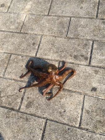 終盤タコまだいける