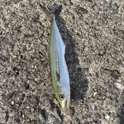 昼はだめ　夕まずめは入れ食い