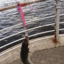 コスモタコ終了？