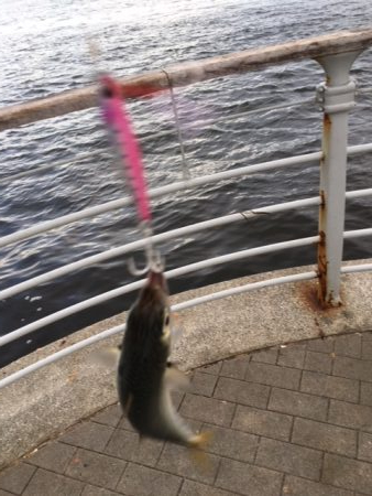 コスモタコ終了？