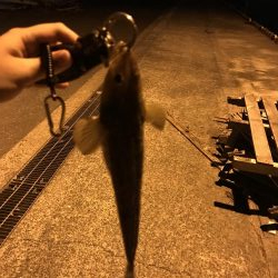 西舞鶴でマゴチ！