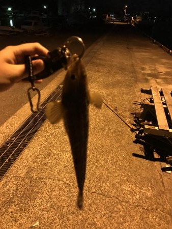 西舞鶴でマゴチ！