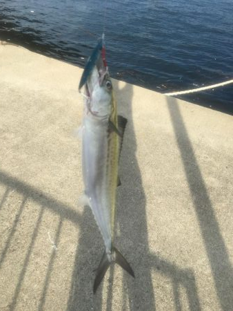 サゴシ1、バラし1