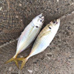 メクリアジ・サゴシ