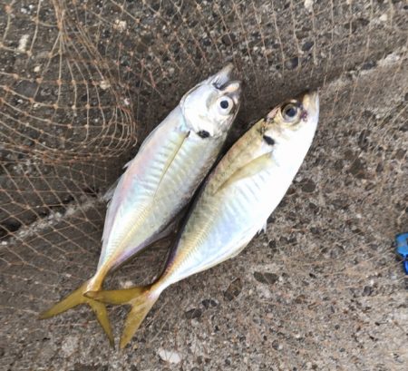 メクリアジ・サゴシ