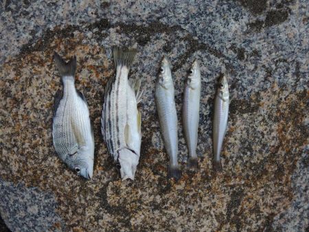 残暑のキス釣り