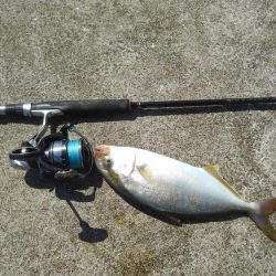 新子が沸いてるときいたので