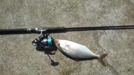 新子が沸いてるときいたので