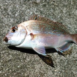 マダイとクロサギ