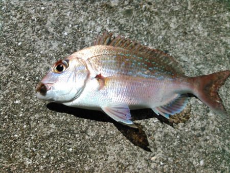 マダイとクロサギ