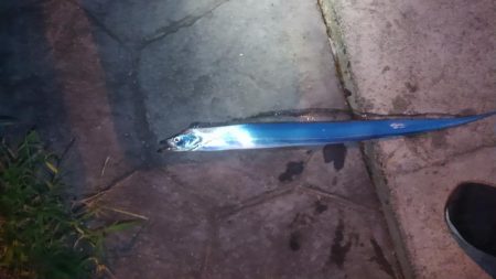 夕涼みワインド