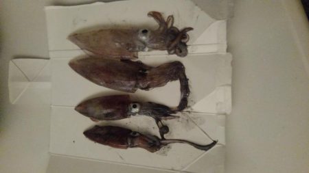 ケンサキライトエギング